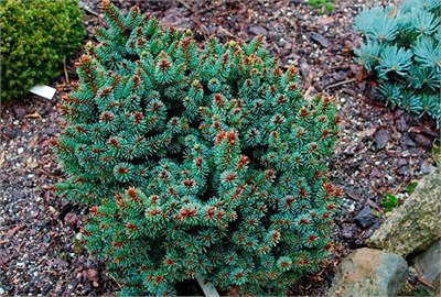 Ель обыкновенная Санкрест на штамбе (Picea abies Suncrest) 3946 - фото 16937