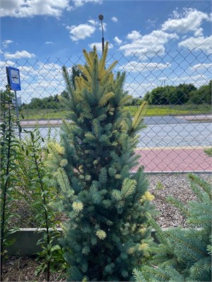 Ель колючая Iseli Fastigiate Variegata (Picea pungens Iseli Fastigiate Variegata) 3948 - фото 16940