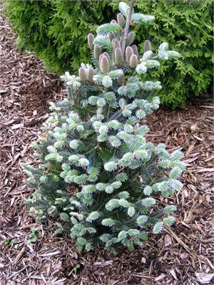 Пихта корейская Блю Мэджик (Abies koreana Blue Magic) 3969 - фото 16978