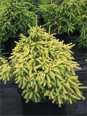 Ель обыкновенная Лимонад (Picea abies Lemonade) 3970 - фото 16979