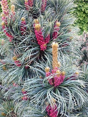 Сосна мелкоцветная Бонни Бергман (Pinus parviflora Bonnie Bergman) 3979 - фото 16995