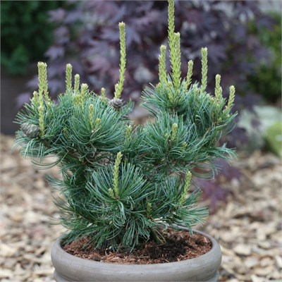 Сосна мелкоцветковая Шонс Бонсай (Pinus parviflora Schoons Bonsai) 3980 - фото 16998