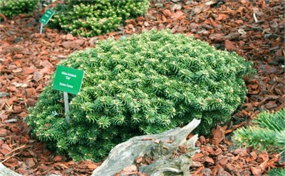 Пихта корейская Цис (Abies koreana Cis) 3982 - фото 17000