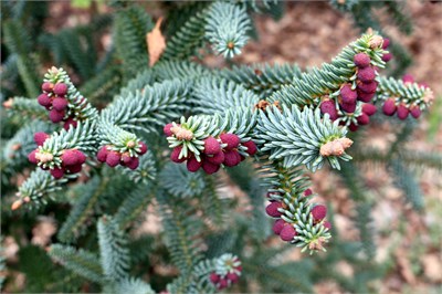 Пихта испанская Глаука (Abies pinsapo Glauca) 3985 - фото 17011