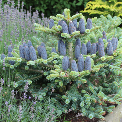 Пихта корейская Блю Эмперор (Abies koreana Blue Emperor) 3988 - фото 17023