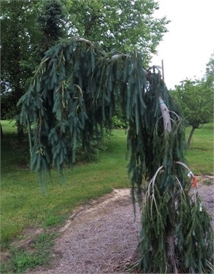 Picea mariana 'Mont Tremblant' (Picea mariana 'Mont Tremblant') 3990 - фото 17025