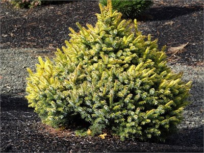 Ель сербская Голден Миджет (Picea omorika Golden Midget) 3996 - фото 17032