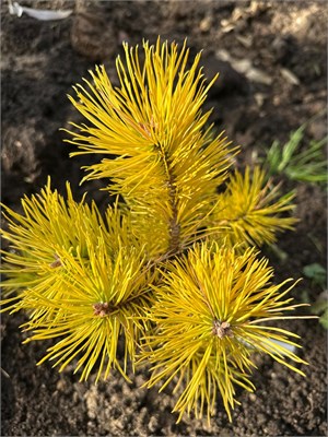 Pinus sylvestris Golden Hair (Pinus sylvestris Golden Hair) 4007 - фото 17045