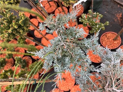 Можжевельник горизонтальный Глациер (Juniperus horizontalis ‘Glacier’) 4017 - фото 17063