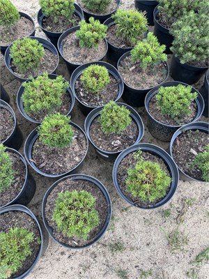 Сосна горная Dusk (Pinus mugo Dusk) 4028 - фото 17166