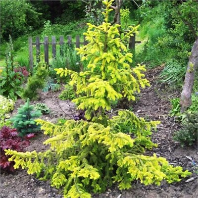 Ель сербская Ауреа (Picea omorika Aurea) 4031 - фото 17170