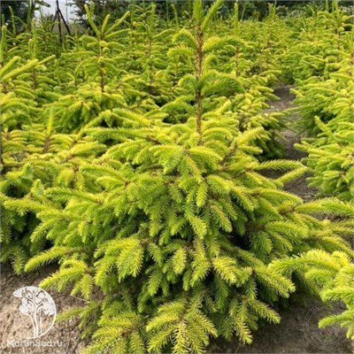 Ель сербская Голден Рэйн (Picea omorika Golden Rain) 4032 - фото 17171