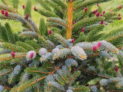 Ель двуцветная (Picea Bicolor) 4036 - фото 17175
