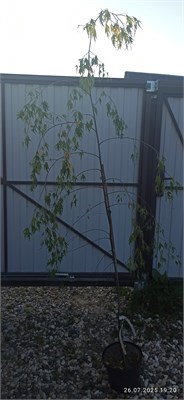 Берёза повислая Грацилис (Betula pendula Gracilis) 4037 - фото 17177