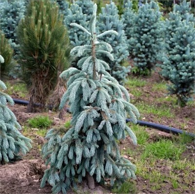 Picea engelmanii Glauca (Ель Энгельмана Глаука) 4026 - фото 17181
