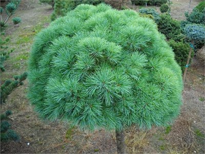 Сосна веймутова Си Урчин (Pinus strobus Sea Urchin) 4041 - фото 17189