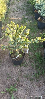 Ель сербская Де Рюйтер (Picea omorika De Ruyter) 4042 - фото 17190