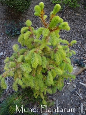 Ель обыкновенная Голден Бескит (Picea abies 'Golden Beskid) 4044 - фото 17192