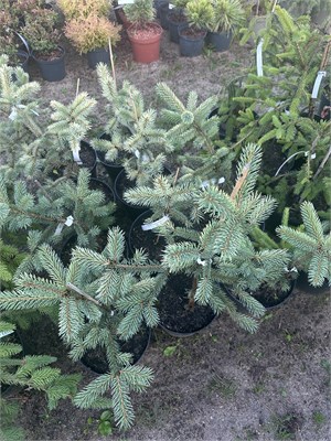 Picea pungens Straw (Orange Cream) 4045 - фото 17194
