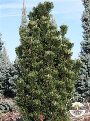 Сосна горная Анджей (Pinus mugo Andrzej) 4048 - фото 17201
