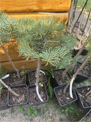 Abies concolor Topinka WB 4049 - фото 17202