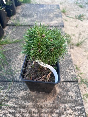 Pinus sylvestris Troll 4043 - фото 17203
