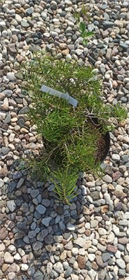 Abies concolor Scooter 4050 - фото 17205