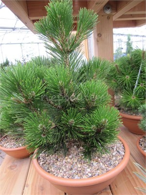 Pinus heldreichii Olio 4055 - фото 17211