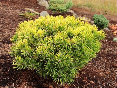 Сосна горная Бейран (Pinus mugo Bieran) 4057 - фото 17212