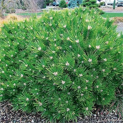 Pinus densiflora Low Glow 4058 - фото 17213