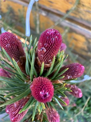 Picea abies Rubra Spicata 4059 - фото 17214