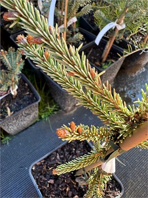 Ель обыкновенная Ротенхаус Ауреа (Picea abies Rothenhaus Aurea) 4060 - фото 17218