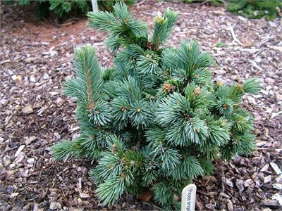 Picea engelmanii Wee Joy 4061 - фото 17220