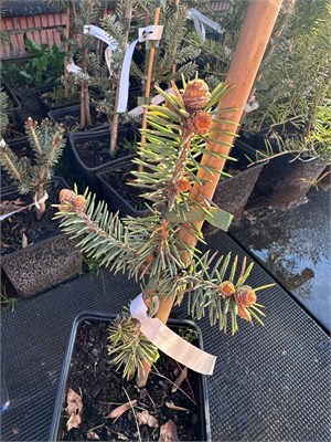 Picea pungens Fala Aurea 4063 - фото 17223