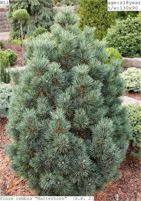 Pinus cembra Matterhorn 4068 - фото 17224