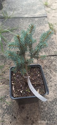 Picea pungens My Best 4066 - фото 17225