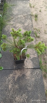 Pinus parviflora Cuddles 4067 - фото 17226