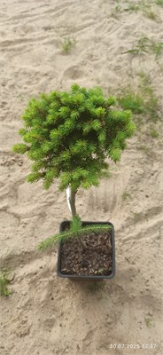 Picea abies Kral WB 4064 - фото 17229