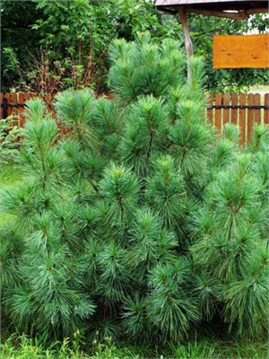 Сосна веймутова Радиата (Pinus strobus Radiata) 4072 - фото 17232