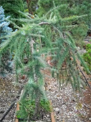 Лиственница японская Mazanek  (Larix kaempferi Mazanek) 4075 - фото 17235