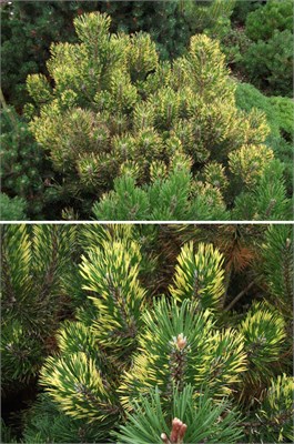 Pinus mugo Kokarde 4079 - фото 17238