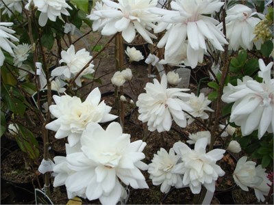 Magnolia loebneri Wildcat 4081 - фото 17240