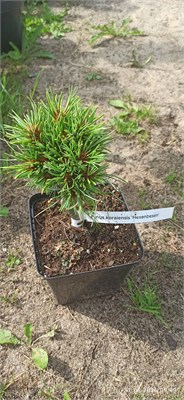 Pinus koreansis Xexenbessen 4073 - фото 17242