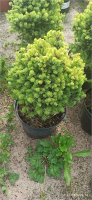 Picea sitchensis Nana Franz 4069 - фото 17243