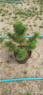 Pinus mugo Boskoop 4070 - фото 17244