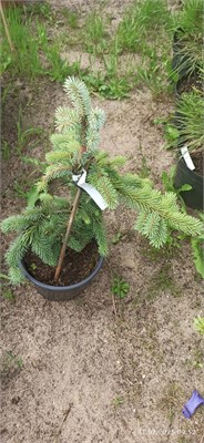 Picea pungens Kosteletz 4076 - фото 17245