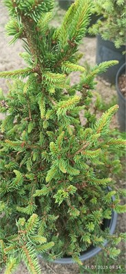 Ель обыкновенная Валентис (Picea abies Valentis) 4074 - фото 17246