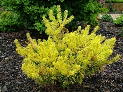 Pinus sylvestris Trollgold 4083 - фото 17256
