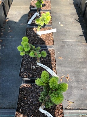 Picea abies Exot 4084 - фото 17257