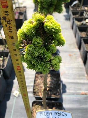 Picea abies Johanka 4085 - фото 17258